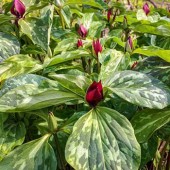 Триллиум Trillium Recurvatum